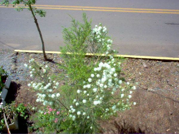 Óleo essencial de melaleuca alternifolia (tea tree)