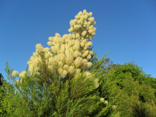 Hidrolato de melaleuca (litro)